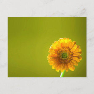 Postal Flor de margarita amarilla Gerbera