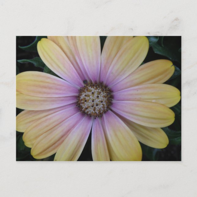Postal Flor de margarita amarilla y morada (Anverso)