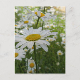 Postal Flor de margarita blanca