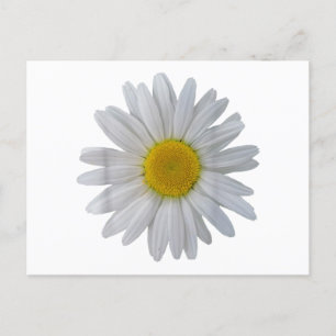 Postal Flor de margarita blanca, margarita floreciente, f