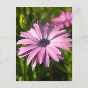 Postal Flor de Margarita Rosa