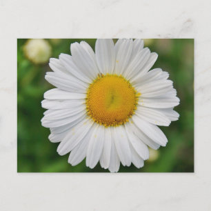 Postal Flor de margarita única