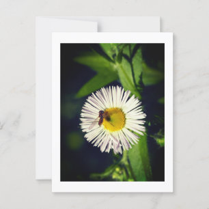 Postal Flor de margarita y abeja