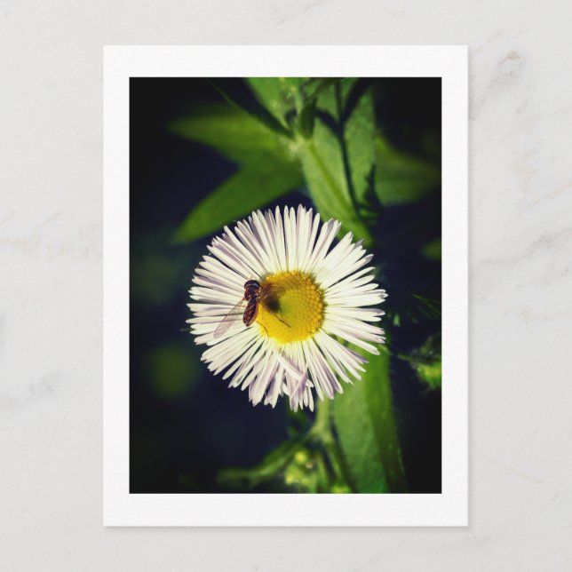Postal Flor de margarita y abeja (Anverso)