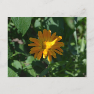Postal Flor de Marigold de Naranja (Calendula officinalis