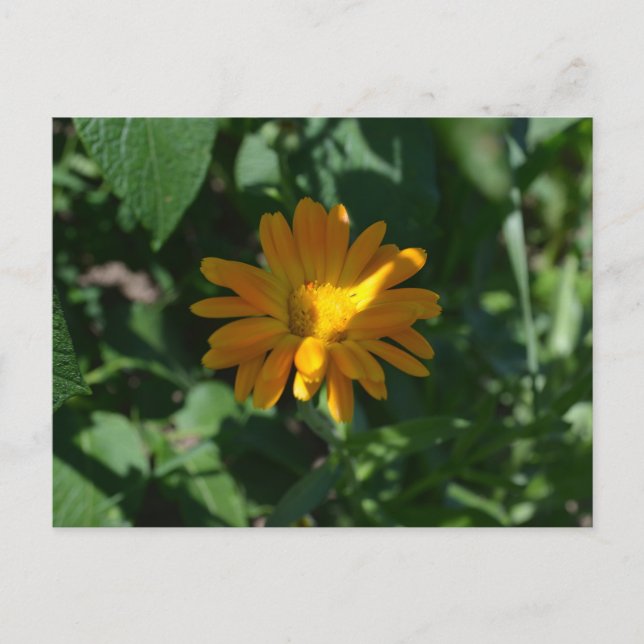 Postal Flor de Marigold de Naranja (Calendula officinalis (Anverso)