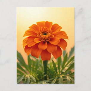 Postal Flor de Marigold Naranja Vibrante Puesta de Sol Do