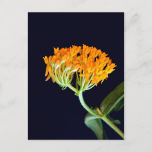 Postal Flor de mariposa Milkweed