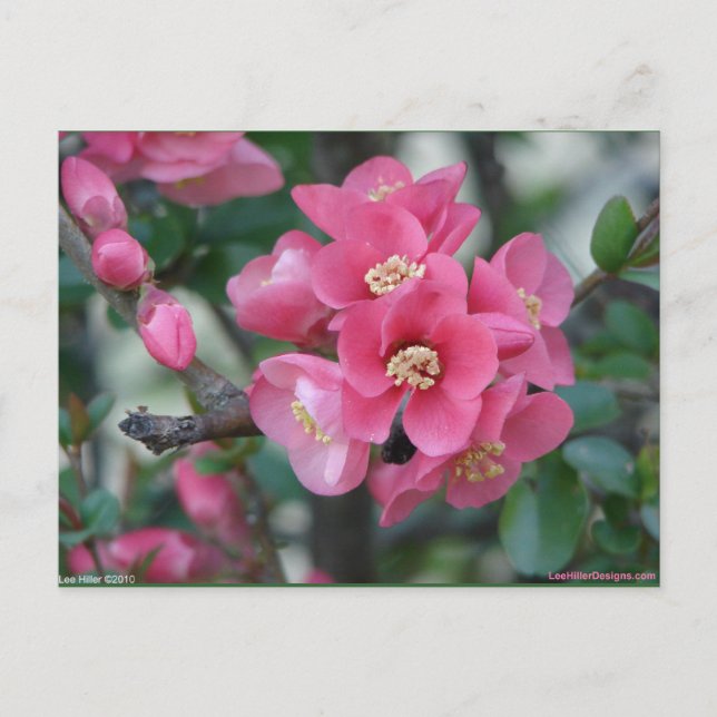 Postal Flor de membrillo rosa de primavera (Anverso)