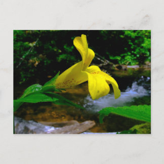 Postal Flor de mono 01