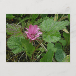 Postal Flor de Nangoon, isla Unalaska