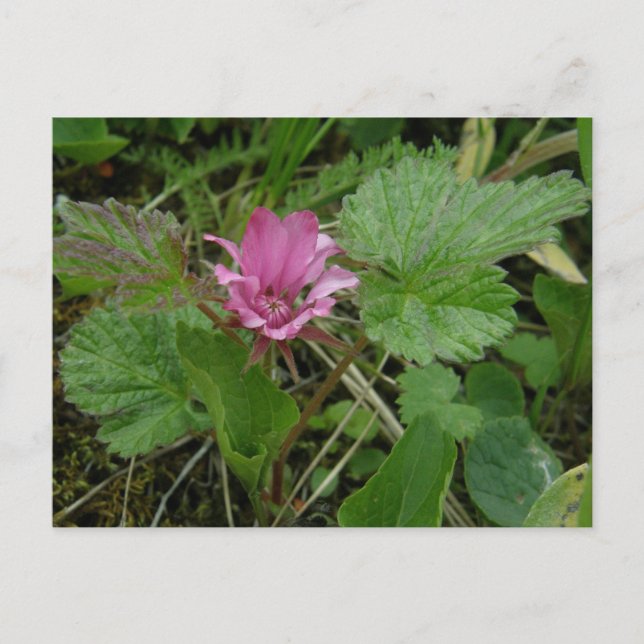 Postal Flor de Nangoon, isla Unalaska (Anverso)