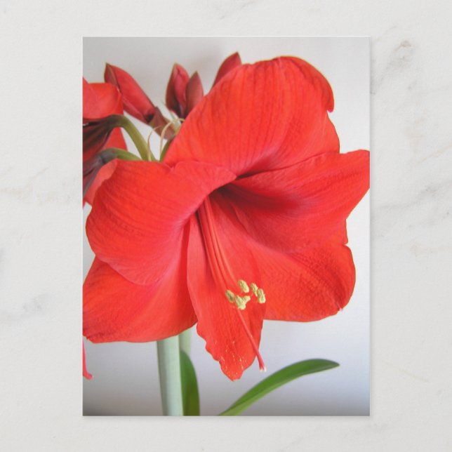 Postal Flor de Navidad Amarilis Roja (Anverso)