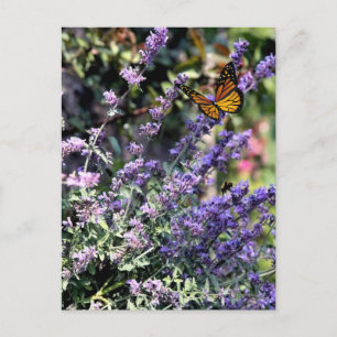 Postal Flor de nébeda púrpura con mariposa