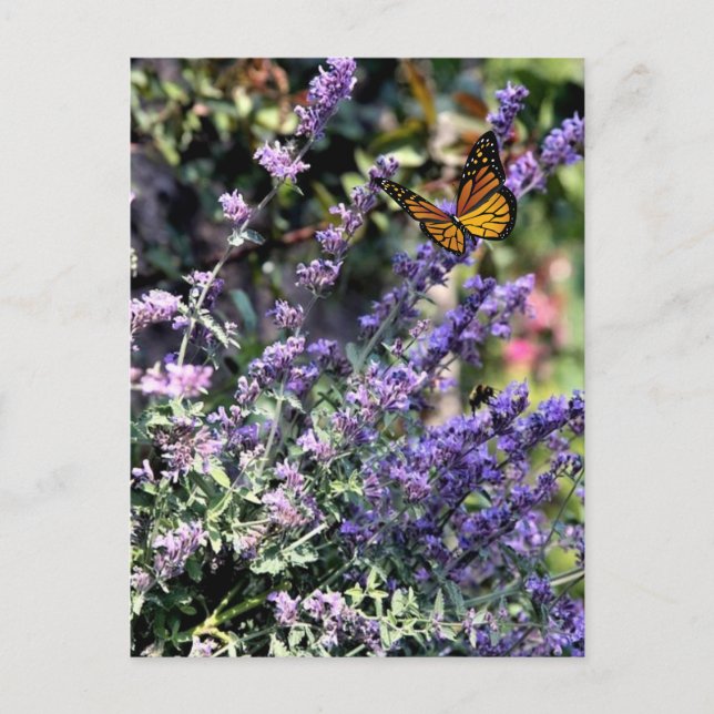 Postal Flor de nébeda púrpura con mariposa (Anverso)
