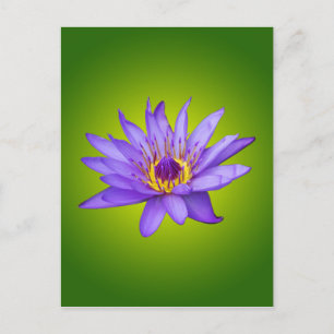 Postal Flor de Nenúfar Estanque Acuático Flor de Agua Púr