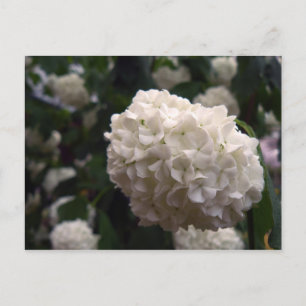 Postal Flor de novia