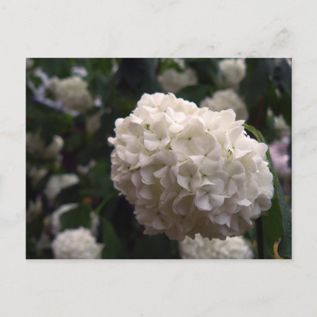 Postal Flor de novia (Anverso)