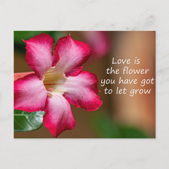 Postal Flor de Obesum Adenium rosa (también conocida como (Anverso)