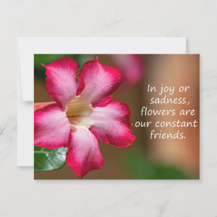 Postal Flor de Obesum Adenium rosa (también conocida como