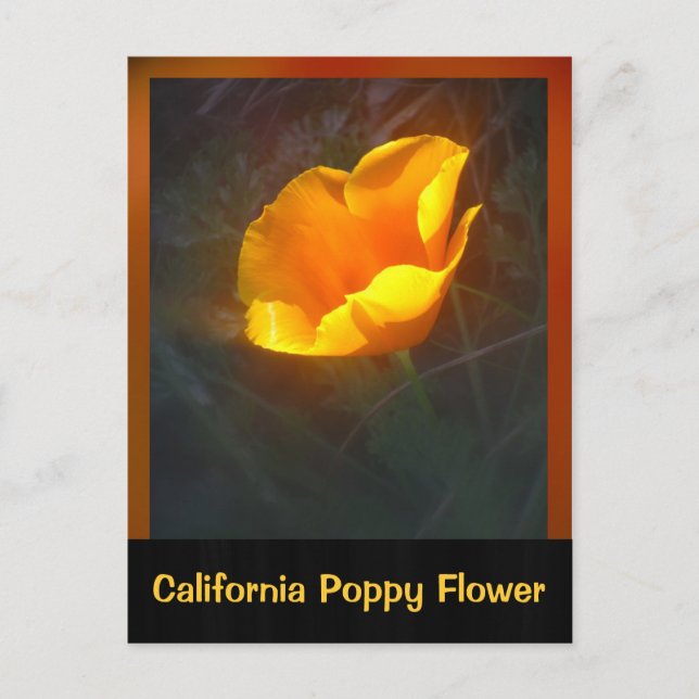 Postal Flor de Ogange California (Anverso)