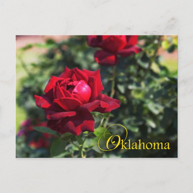 Postal Flor de Oklahoma: Rosa de Oklahoma (Anverso)