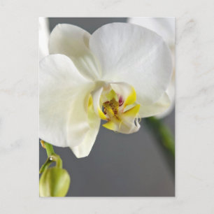 Postal Flor de orquídea blanca