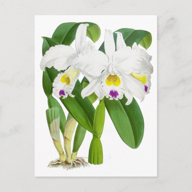 Postal Flor de orquídea blanca vintage (Anverso)