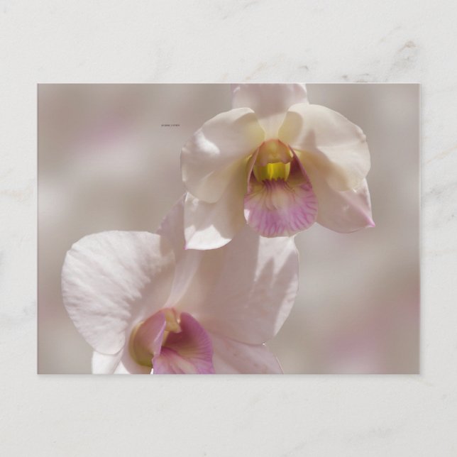 Postal Flor de orquídea blanca y rosa sobre fondo desenfo (Anverso)