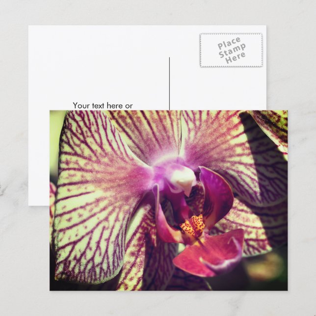 Postal Flor de orquídea bonita personalizada (Anverso / Reverso)