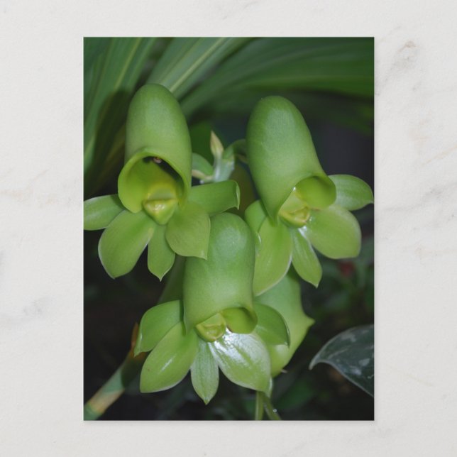 Postal Flor de orquídea catasetum (Anverso)