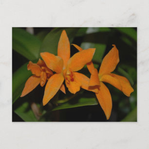 Postal Flor de orquídea de cattleya naranja tropical