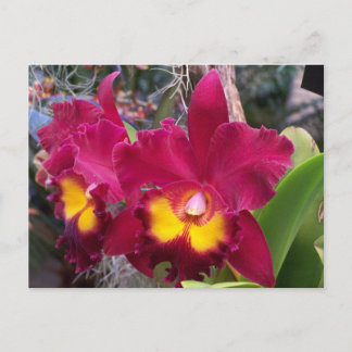 Postal Flor de orquídea de fuschia rosada tropical cattle