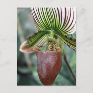 Postal Flor de orquídea de paphiopedilo