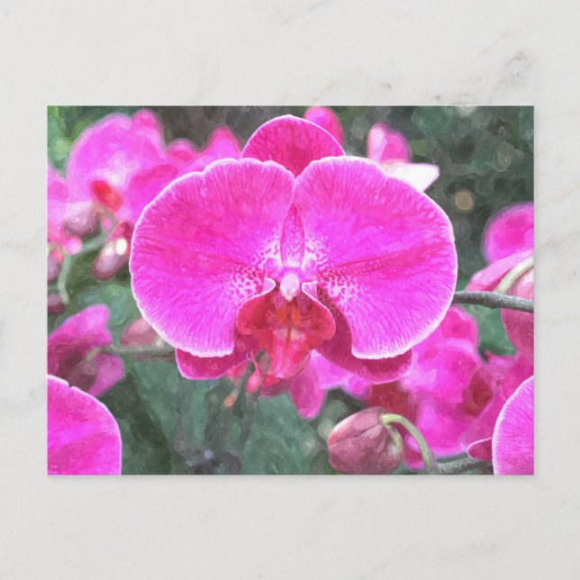 Postal Flor de orquídea rosa, fotografía floral (Anverso)
