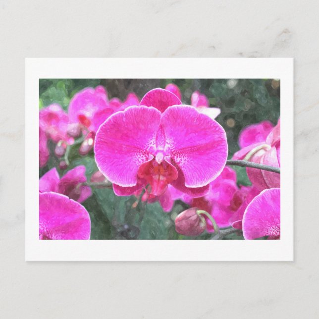 Postal Flor de orquídea rosa, fotografía floral (Anverso)
