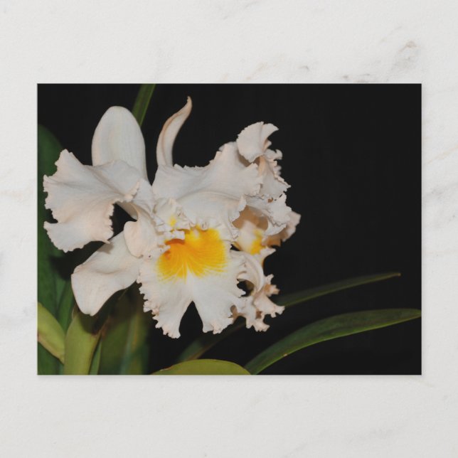 Postal Flor de orquídea silvestre tropical Cattleya blanc (Anverso)