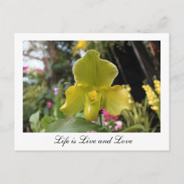 Postal Flor de orquídea verde bonito, fotografía floral