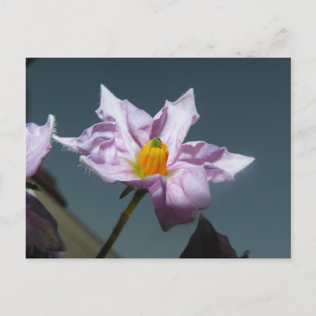 Postal Flor de papa (Anverso)