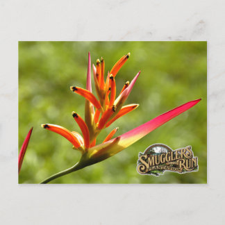 Postal Flor de paraíso