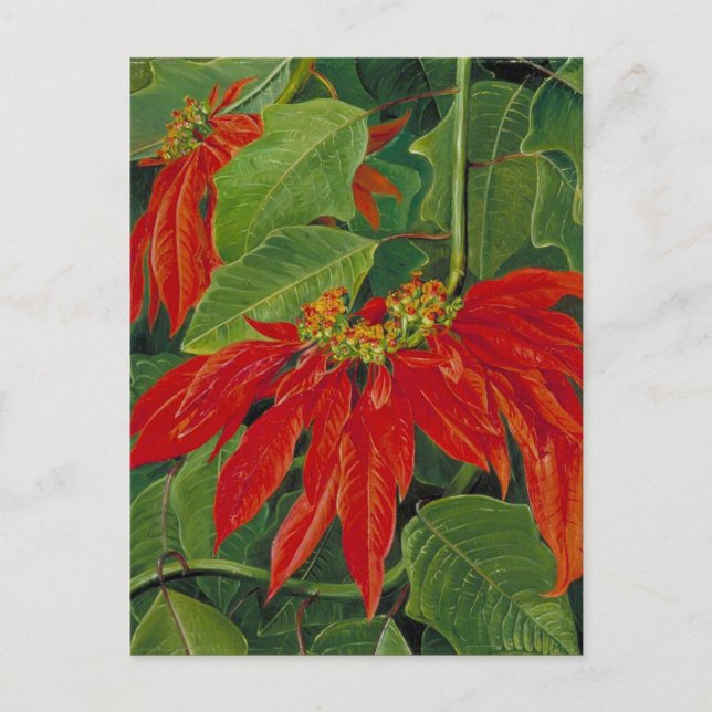 Postal Flor de Pascua, pintura famosa, (Anverso)