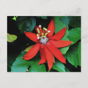 Postal Flor de pasión
