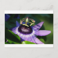 Flor de pasión