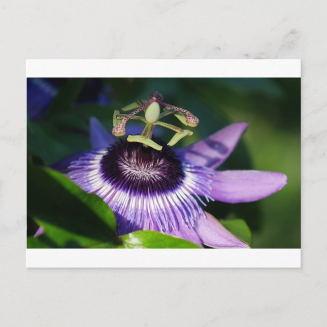 Postal Flor de pasión (Anverso)