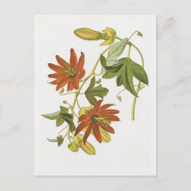 Postal Flor de pasión (Anverso)