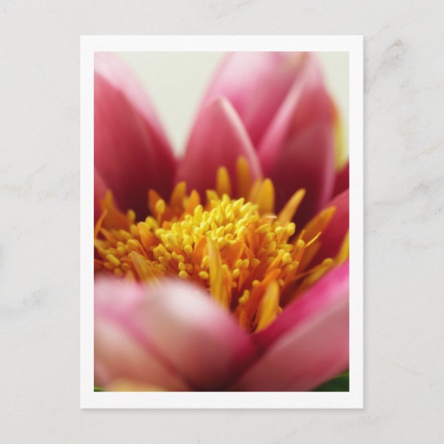 Postal Flor de pasión (Anverso)