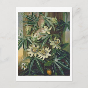 Postal Flor de pasión azul para el 'Templo de la Flora' p