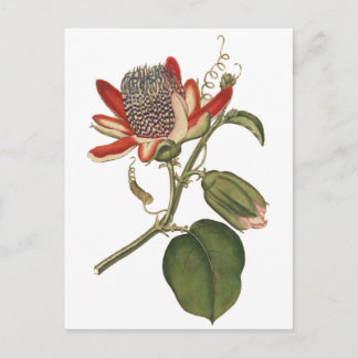 Postal Flor de pasión vintage
