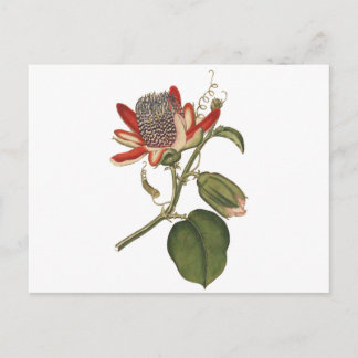 Postal Flor de pasión vintage