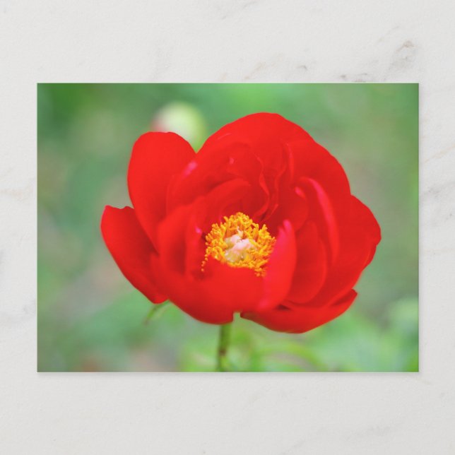 Postal Flor de peones rojos (Anverso)